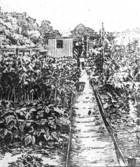 Ross Wilson allotments 1